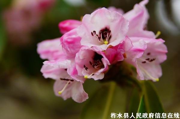 柞水牛背梁高山杜鹃