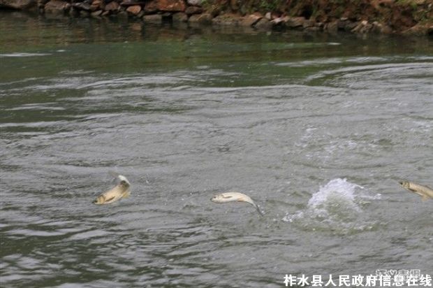 美丽柞水——我的家