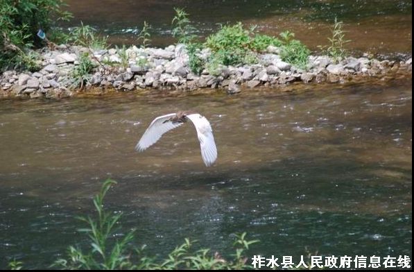 国家二级保护动物池鹭现身柞水