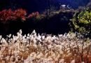 秋日的芦苇